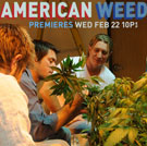 American Weed