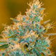 Chocolope