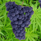 Grapes & Weed