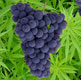 Grapes & Weed