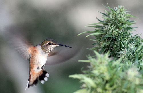 Hummingbird