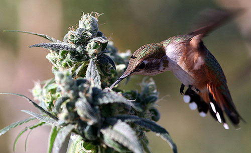 Hummingbird