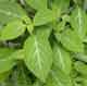 Salvia