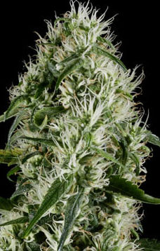 Super Lemon Haze2