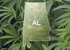 Roll Tide: Medical-Marijuana Now Legal in Alabama