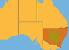 Study: Australian Marijuana Strongest in the World