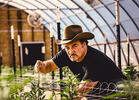 Discovery Channel Chronicles Jim Belushi's Entry into Cannabis in New Series