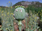 10 Things You Need to Know About Afghanistan's Opium Trade