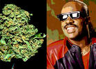 Stevie Wonder Eschewed Cannabis at a Young Age