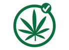 2013 Stoner Voter Guide: Five Races to Watch