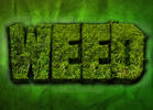 Weed Is the New Marijuana