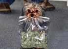 K-9s Can't Smell Weed Anymore