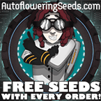 Herbie's Auto Flowering Seeds