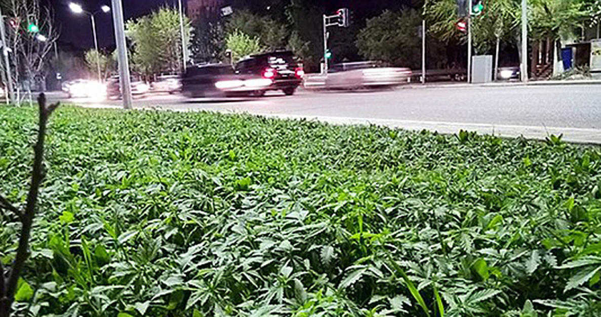 Cannabis in Kazakhstan