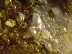 High on Fire: Making Butane Hash Oi