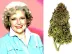 Betty White Lives With Cannabis Strain Named for Her