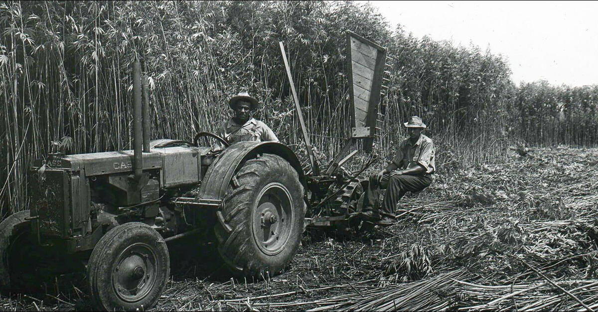 photo of Treasure Trove of Hemp for Victory Photos Unearthed by Activist image