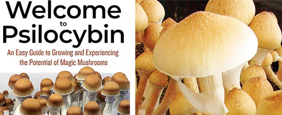'Welcome to Psilocybin' Excerpt: What to Know About Dosing and Microdosing Mushrooms