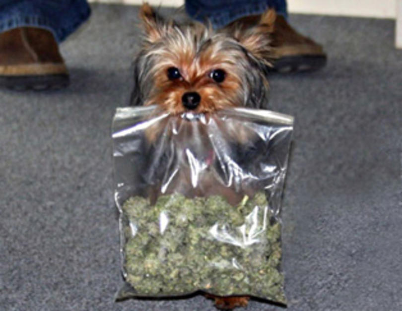 K9s Can't Smell Weed Anymore