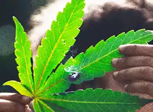 The Top 10 Stoner Movies of 2025