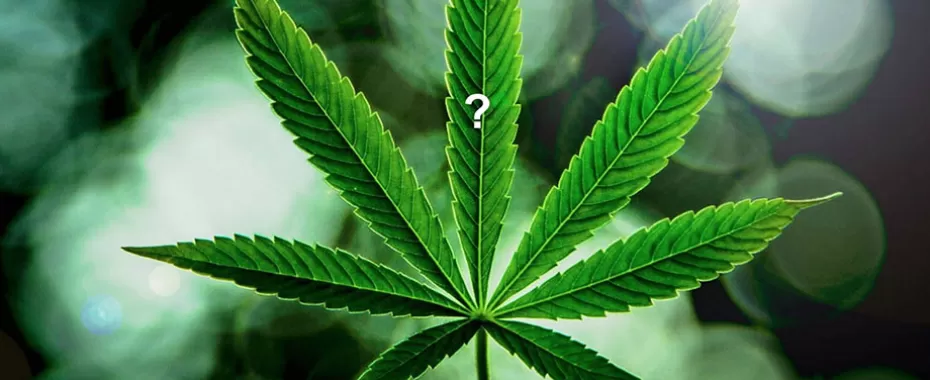 Editorial: To Reschedule or Deschedule Marijuana? That Is the Question