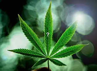 Editorial: To Reschedule or Deschedule Marijuana? That Is the Question